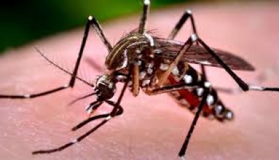 Como evitar uma epidemia de Dengue
