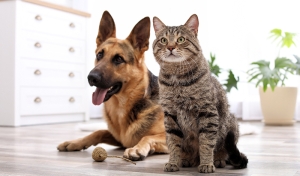 Mutirão de castração de cães e gatos de 2023